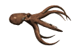 moluscos