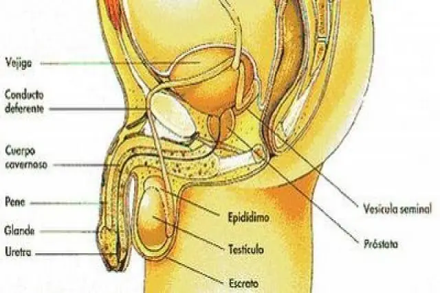 20 partes del cuerpo innecesarias