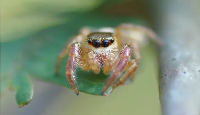 especies arana