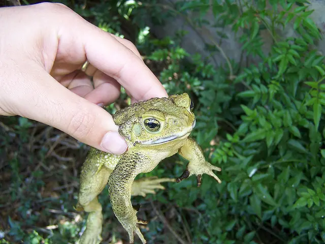 Nacionalista, te digo mis razones de no mas Musulmanes