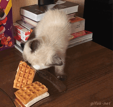 75 Fail gif nunca vistos pasa y reite lince