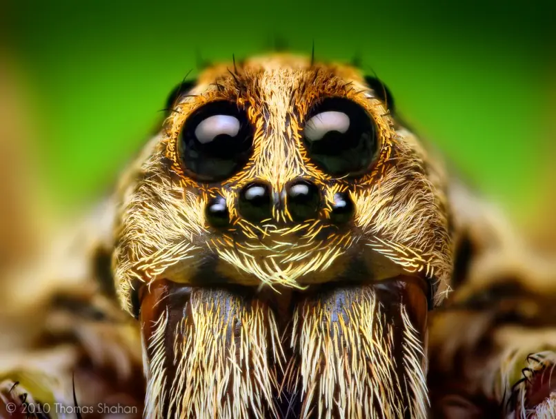 especies arana