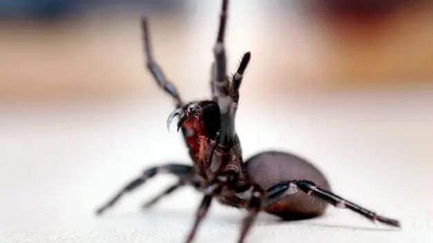 aracnofobia
