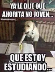 memes