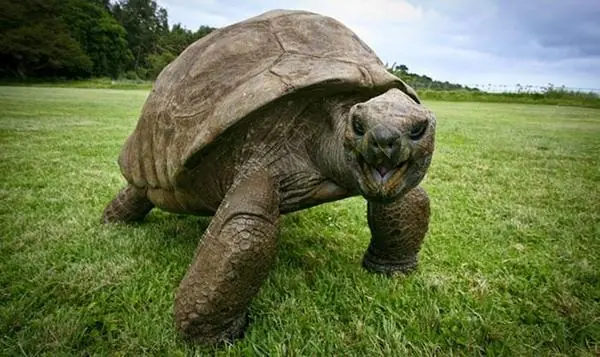 Los 8 animales más longevos del mundo