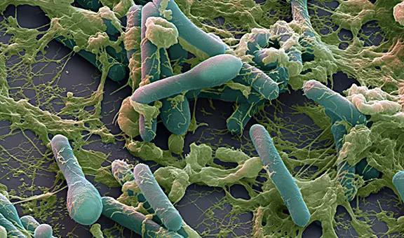 Las Toxinas más Letales del Planeta (Conocidas)