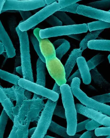 CNIDARIOS