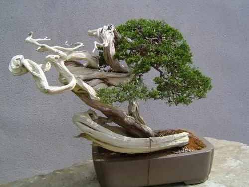 todos