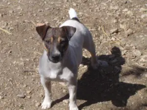 ¿Diferencia entre perro agresivo e inseguro?