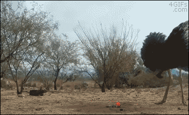 Gifs
