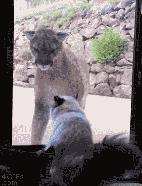 Gifs graciosos + mi agregado Vers. 80