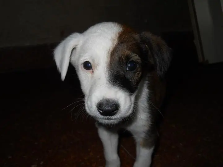 lucho lucho