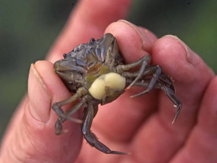 14 Zombies que realmente existen 14 Zombies que realmente existen