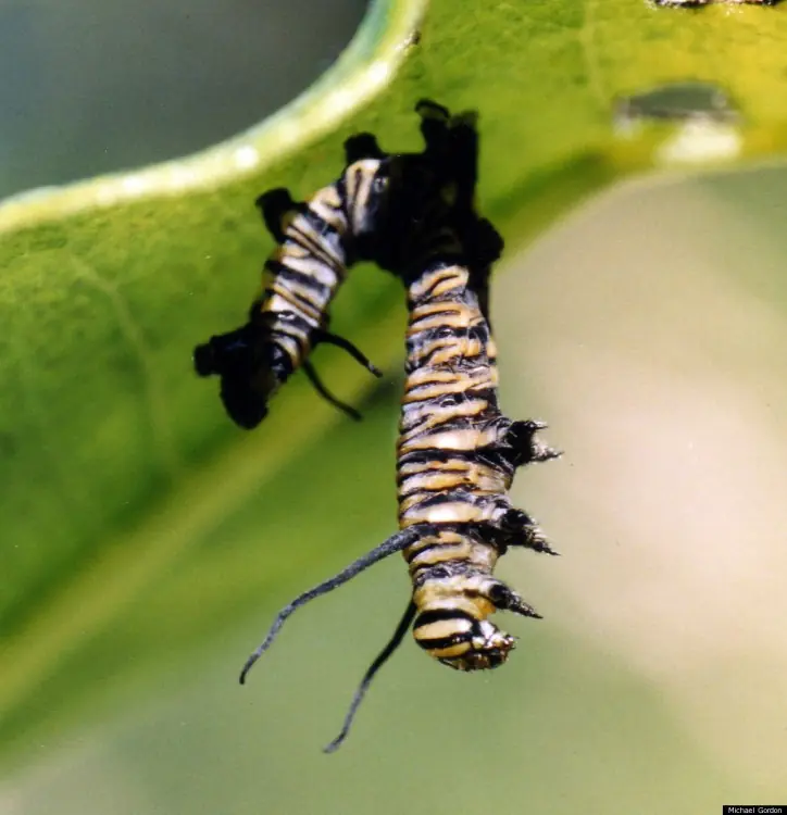 parasito parasito