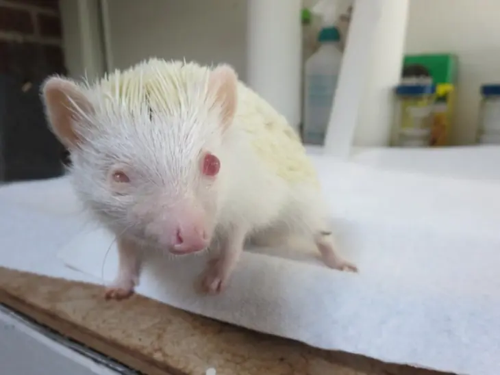 animales animales