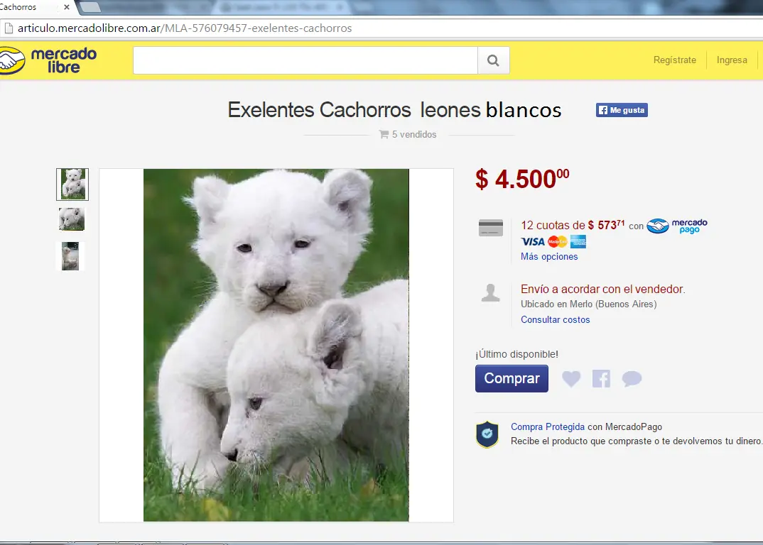 Soy el vecino del pelotudo del león.