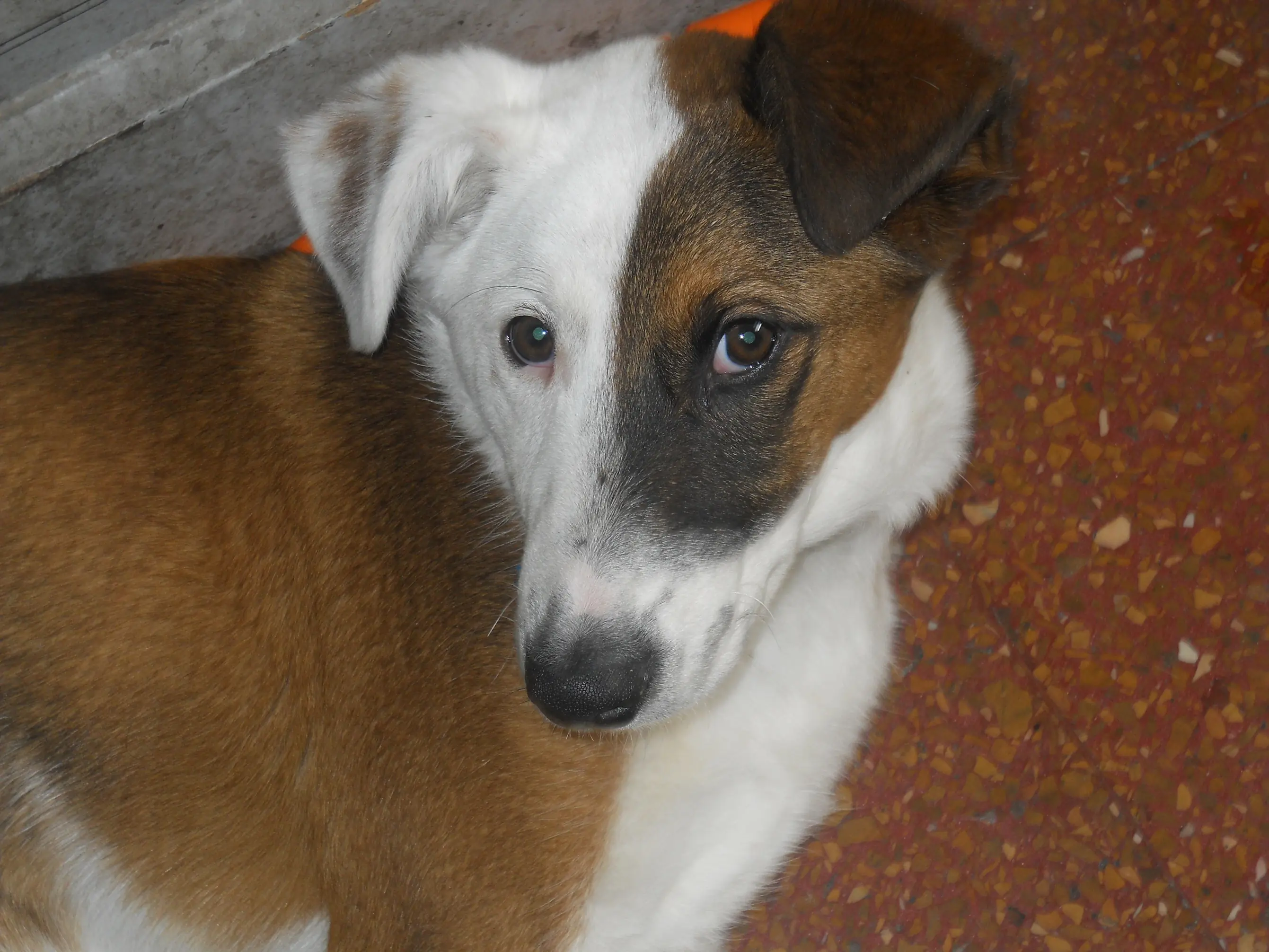 lucho lucho