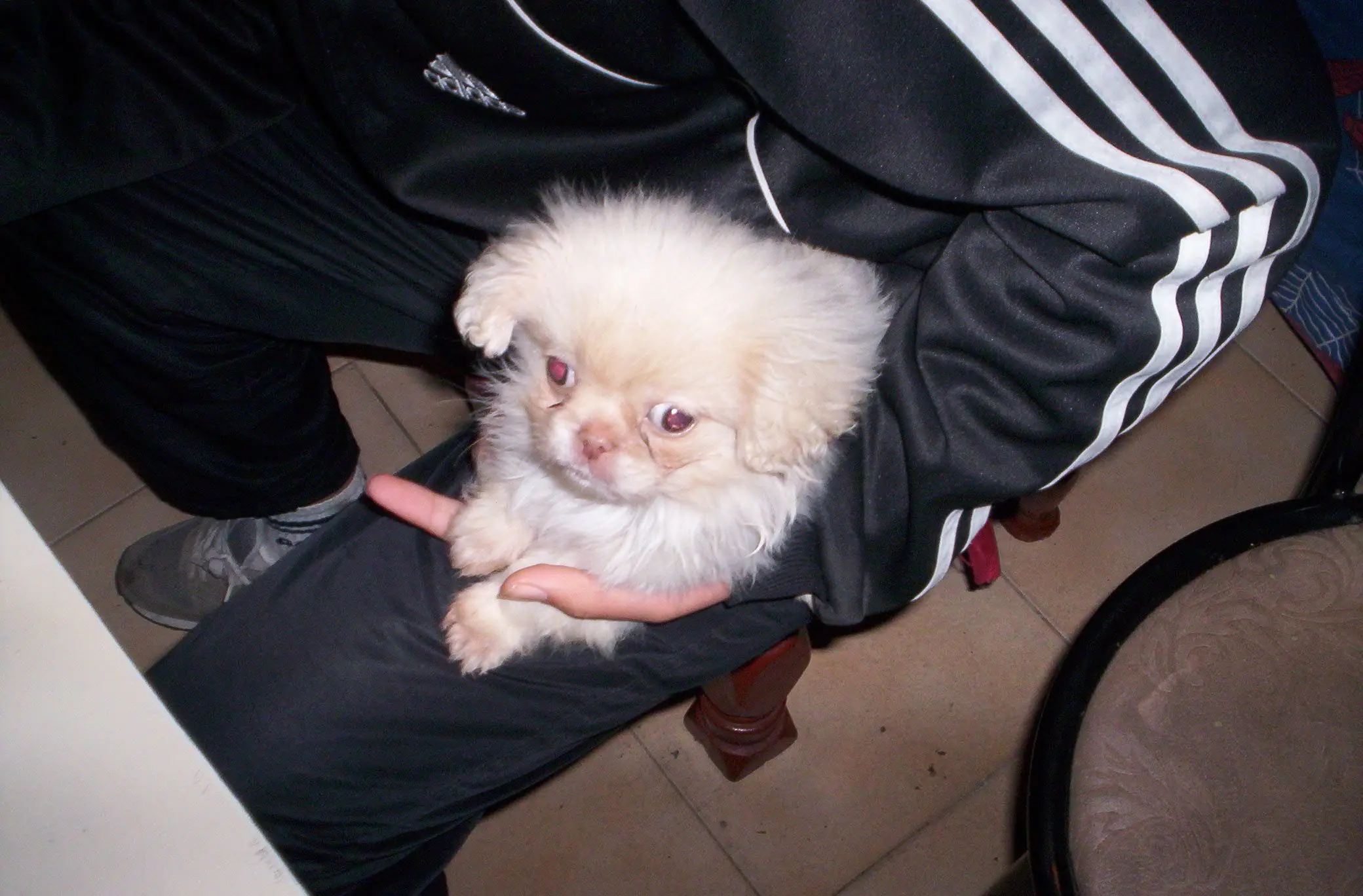 me vendieron un leon