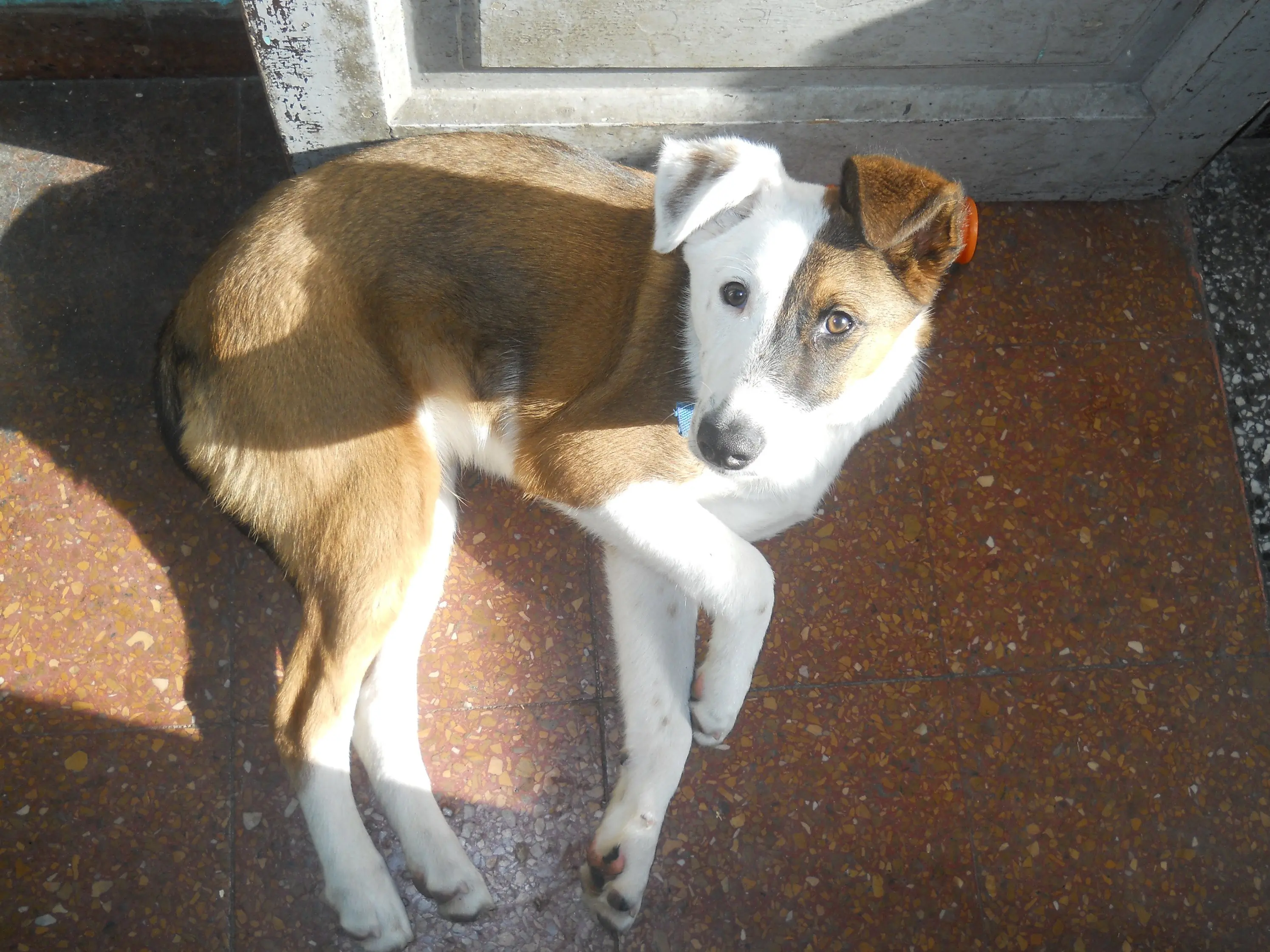 mascota mascota