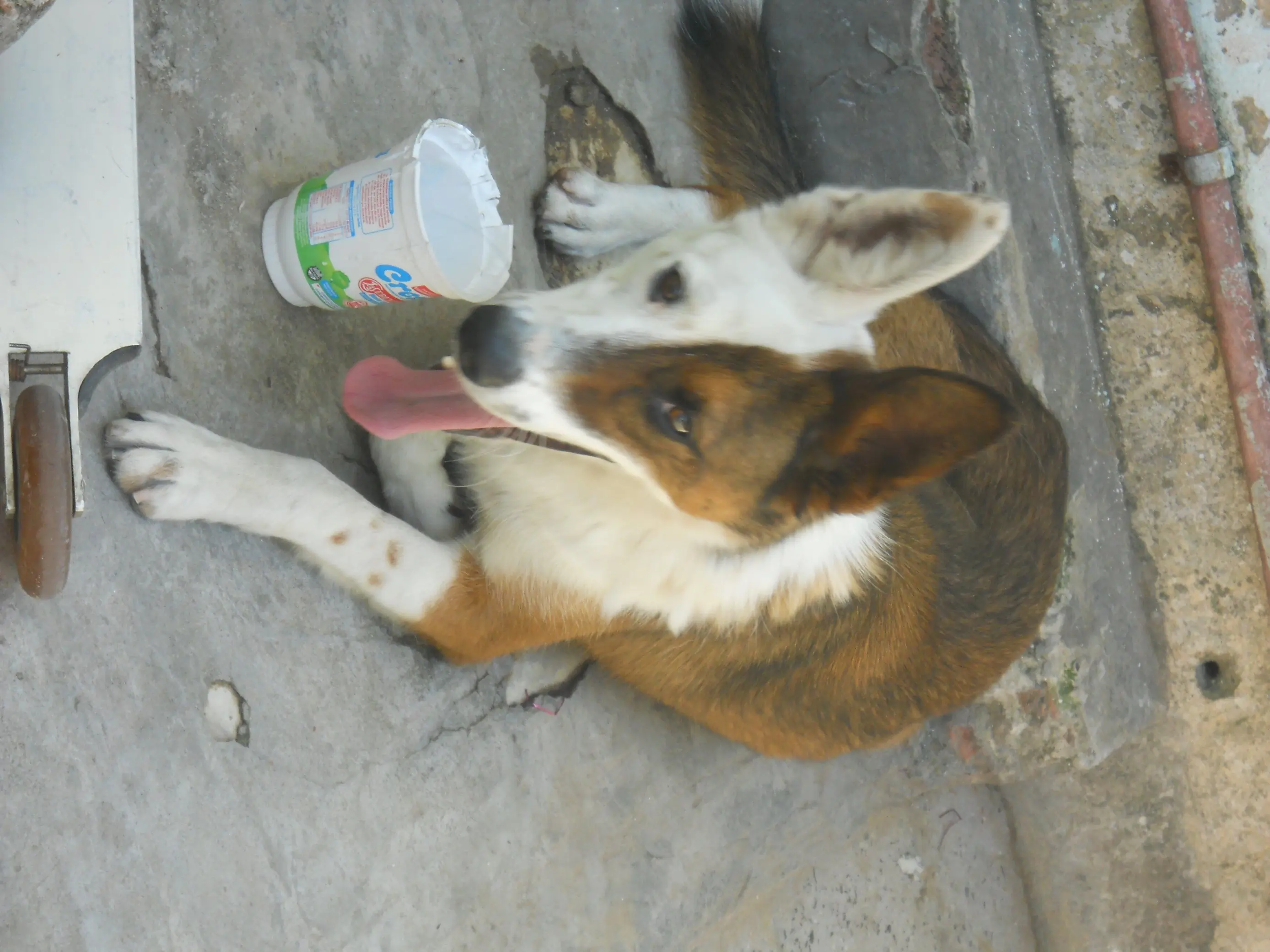 perro perro