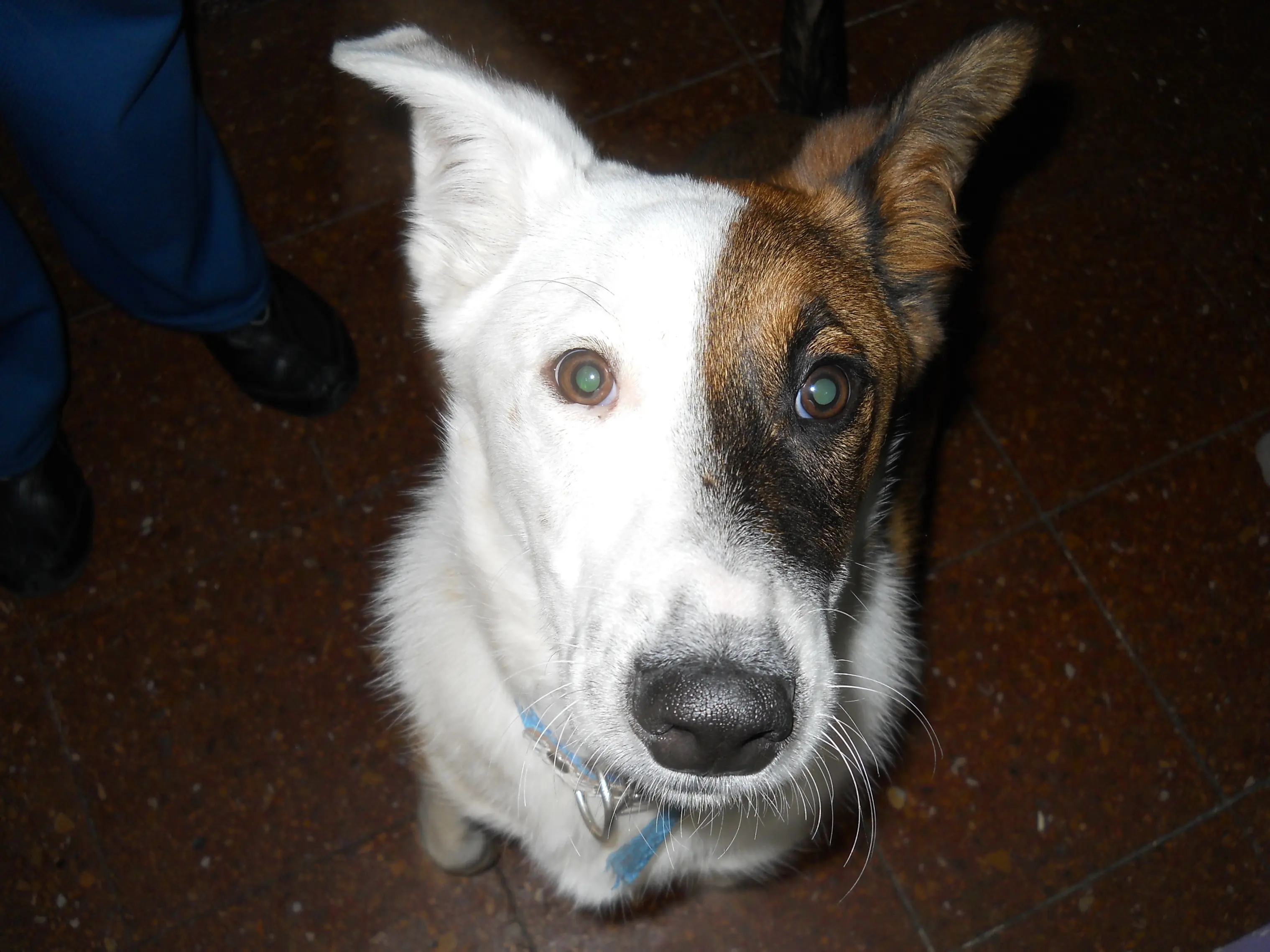 perro perro