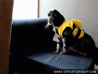 gifs