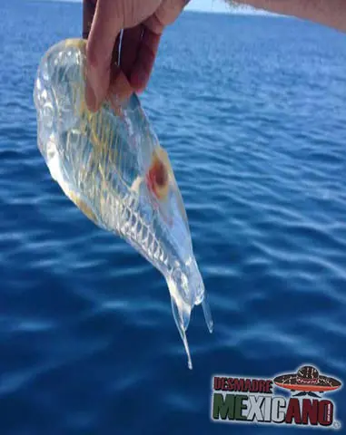 animales transparentes en el agua