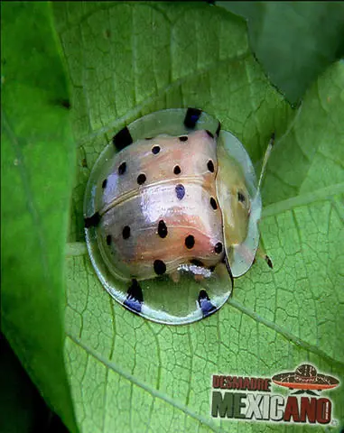 animales invertebrados