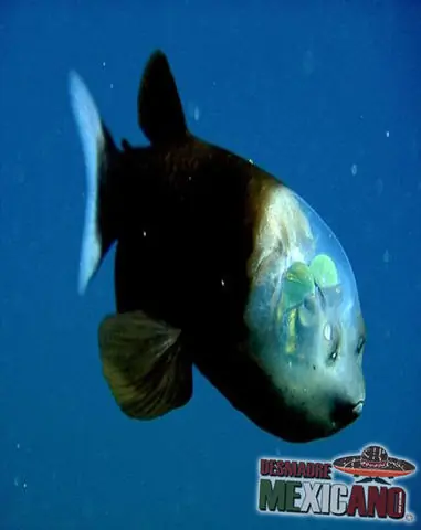 animales transparentes en el agua