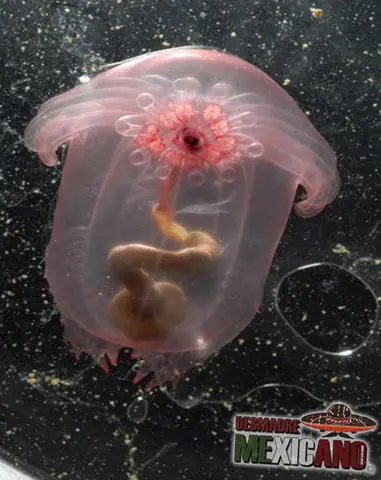 14Especies deAnimales Transparentes quedejan ver Estánhechos