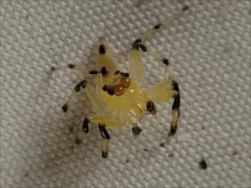 animales acuaticos invertebrados