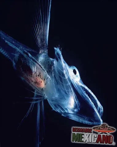 oceano