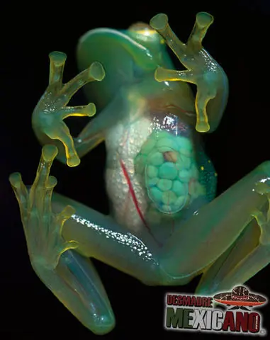 animales vertebrados