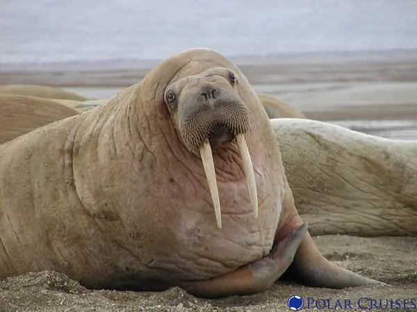 Animales