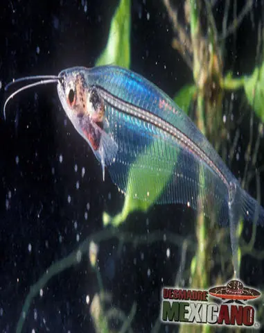 animales acuaticos invertebrados