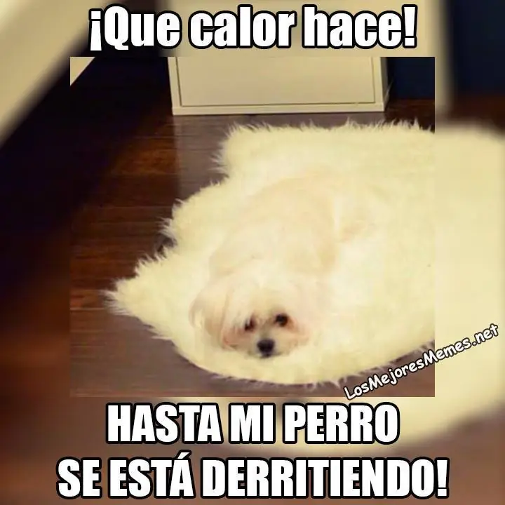 memes en espanol