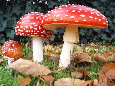 Mario Bros Era Alto Drogón