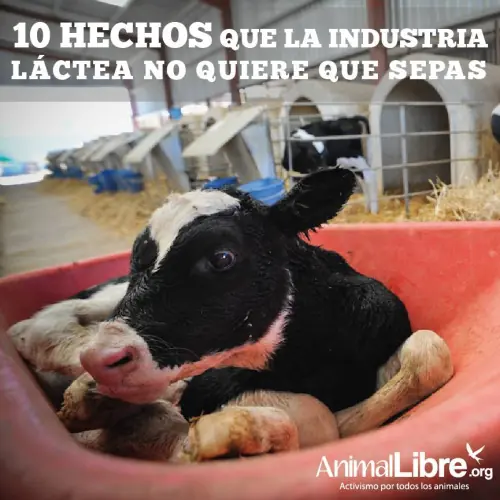 Dame +10 si alguna de estas 10 cosas les sirve