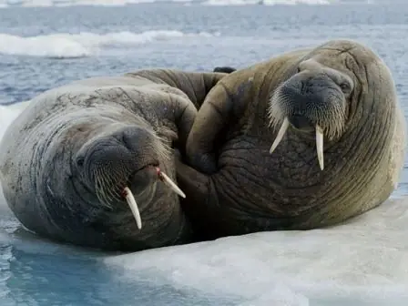 Animales