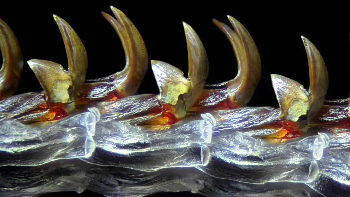 microscopio