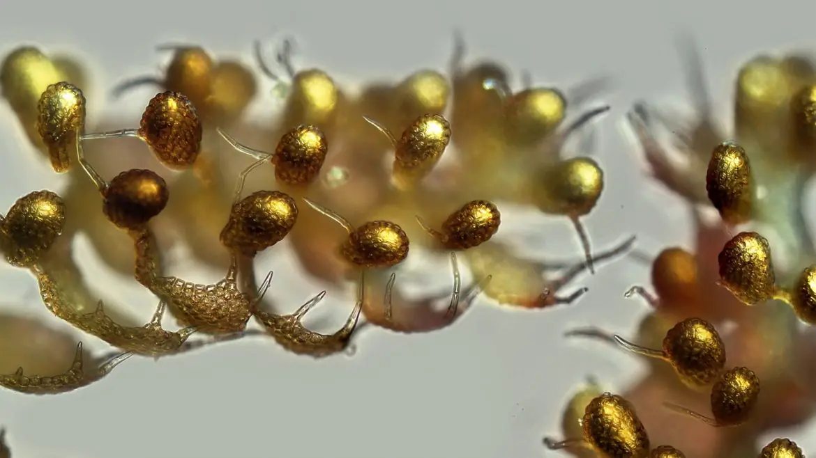 La fotografía bajo el microscopio