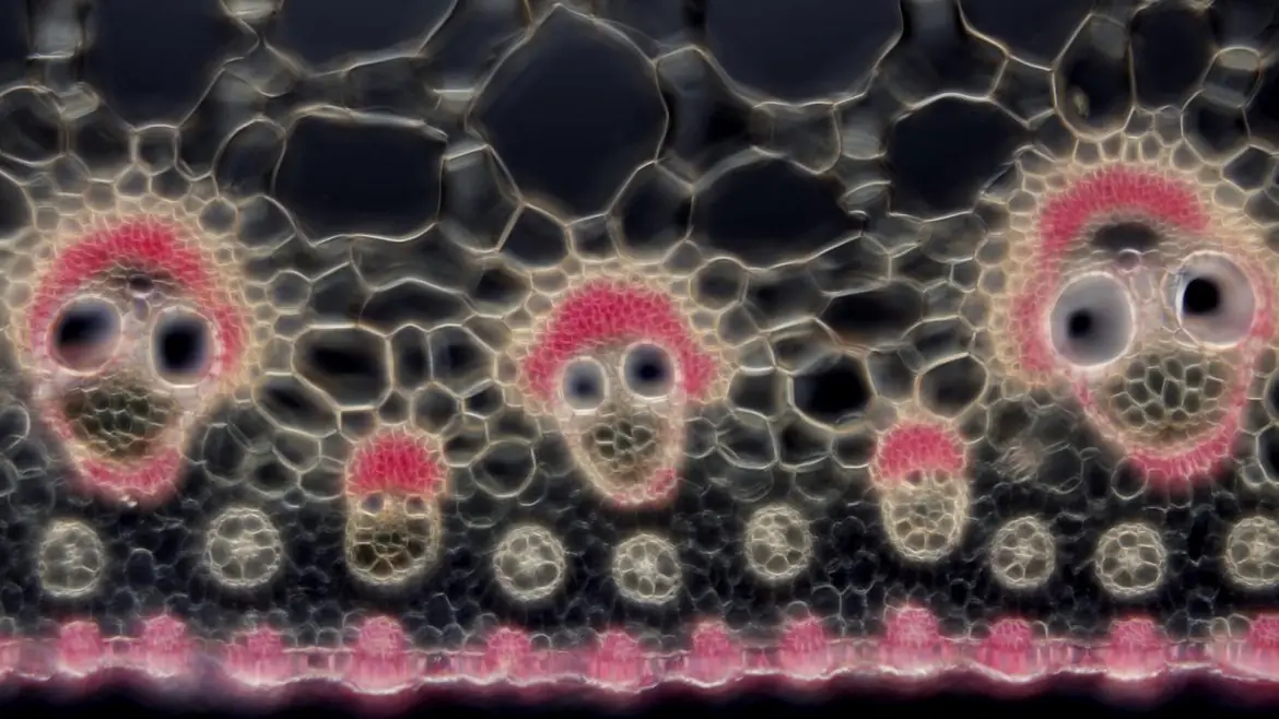 microscopio