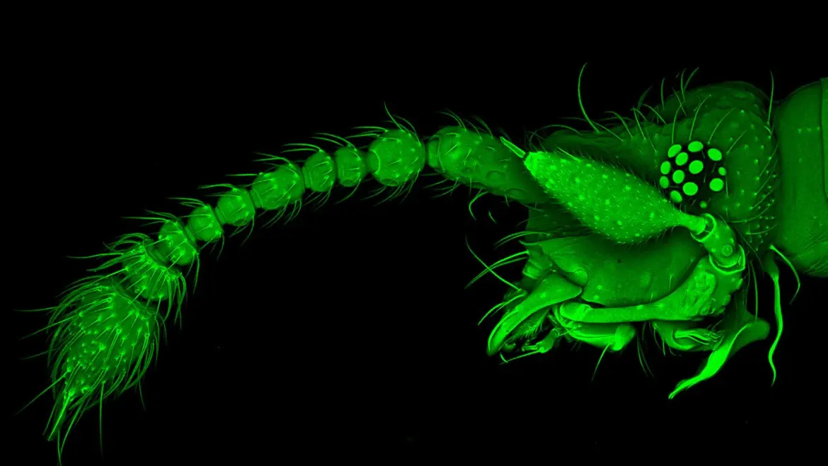 La fotografía bajo el microscopio