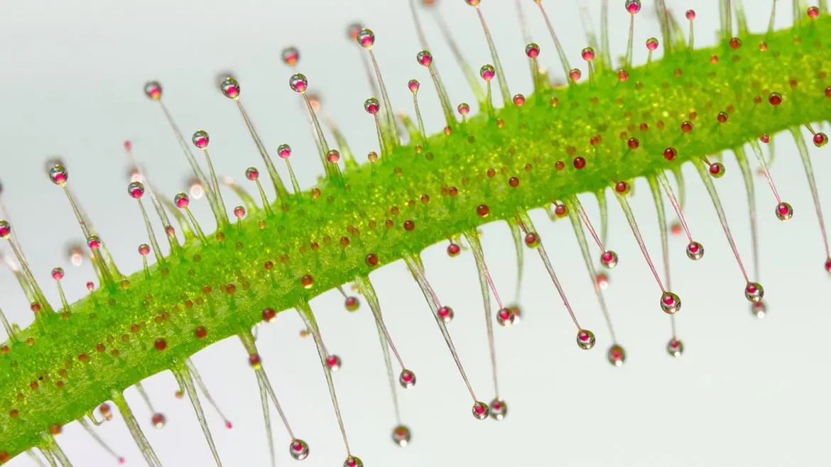 La fotografía bajo el microscopio