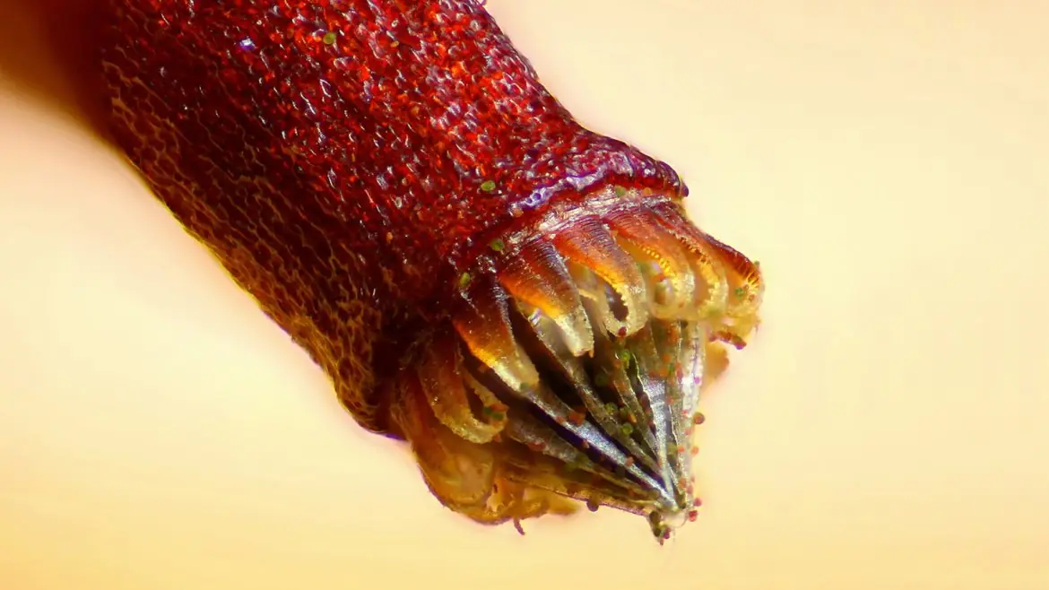 La fotografía bajo el microscopio
