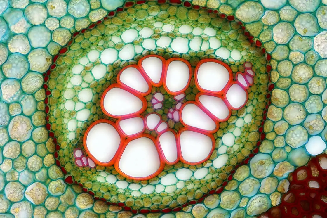 microscopio