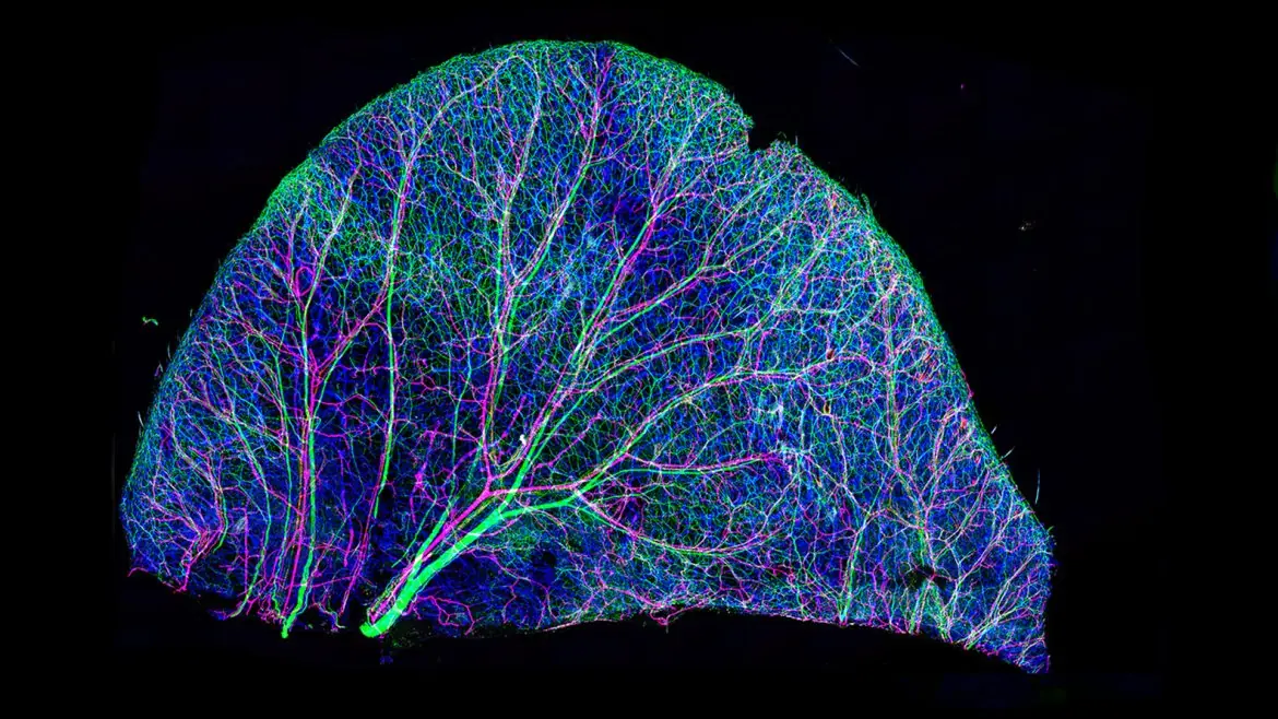 microscopio