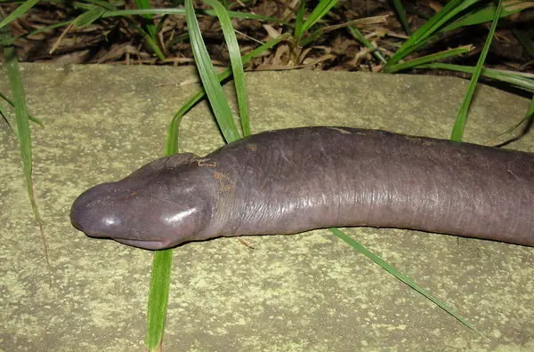 Los de pene grande... tienden a ser "cornudos"