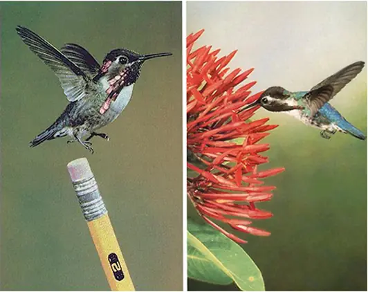 aves