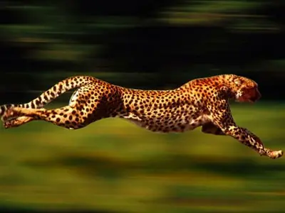 El poder de los animales